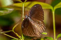 Spotted Zebra Graphium megarus megapenthes