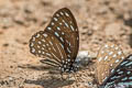 Spotted Zebra Graphium megarus megapenthes