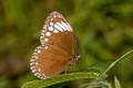 Starry Diadem Ethope noirei