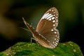 Starry Diadem Ethope noirei