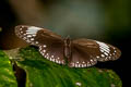 Starry Diadem Ethope noirei