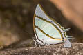 Stately Nawab Polyura dolon grandis