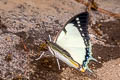 Stately Nawab Polyura dolon grandis