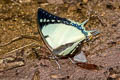 Stately Nawab Polyura dolon grandis