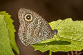 Straight-banded Fivering Ypthima fasciata torone (Malayan Sixring)