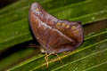 Straight-banded Catseye Coelites epminthia epminthia (Blue Catseye)