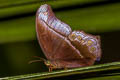 Straight-banded Catseye Coelites epminthia epminthia (Blue Catseye)