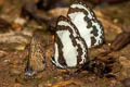 Straight Pierrot Caleta roxus roxana