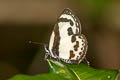 Straight Pierrot Caleta roxus roxana