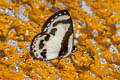 Straight Pierrot Caleta roxus roxana