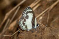 Straight Pierrot Caleta roxus roxana