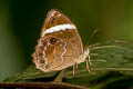 Straight Treebrown Lethe verma stenopa (Straight-banded Treebrown)