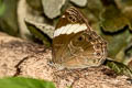 Straight Treebrown Lethe verma stenopa (Straight-banded Treebrown)