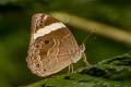 Straight Treebrown Lethe verma stenopa (Straight-banded Treebrown)