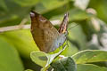 Streaked Baron Euthalia alpheda verena