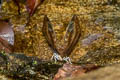 Streaked Baron Euthalia alpheda yamuna