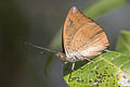 Streaked Baron Euthalia alpheda verena