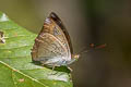 Streaked Baron Euthalia alpheda verena