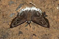 Striated Angle Darpa striata minta