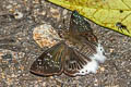 Striated Angle Darpa striata striata