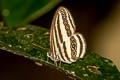 Striped Ringlet Ragadia critolaus critolaus