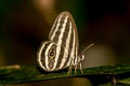 Striped Ringlet Ragadia critolaus ssp.