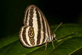 ringlet