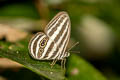 Striped Ringlet Ragadia critolaus ssp.