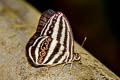 Striped Ringlet Ragadia critolaus ssp.
