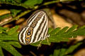 Striped Ringlet Ragadia critolaus ssp.