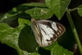 Striped Albatross Appias olferna olferna