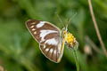 Striped Albatross Appias olferna olferna