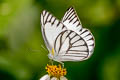 Striped Albatross Appias olferna olferna