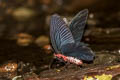 Striped Batwing Atrophaneura aidoneus (Lesser Batwing)