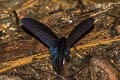 Striped Batwing Atrophaneura aidoneus (Lesser Batwing)