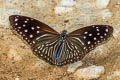 Striped Blue Crow Euploea mulciber mulciber