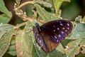 Striped Blue Crow Euploea mulciber mulciber