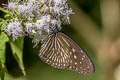 Striped Blue Crow Euploea mulciber mulciber