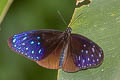 Striped Blue Crow Euploea mulciber mulciber