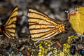 Striped Punch Dodona adonira adonira