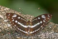 Studded Sergeant Limenitis asura idita