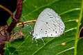 Swinhoe's Hedge Blue Monodontides musina musinoides