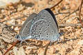 Swinhoe's Hedge Blue Monodontides musina musinoides