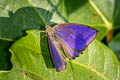 Sylhet Oakblue Arhopala silhetensis silhetensis