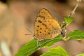 Sylhet Oakblue Arhopala silhetensis silhetensis