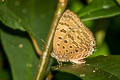 Sylhet Oakblue Arhopala silhetensis adorea