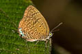 Tailed Disc Oakblue Arhopala atosia malayana