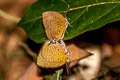 Tailed Disc Oakblue Arhopala atosia jahara