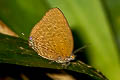 Tailed Disc Oakblue Arhopala atosia jahara