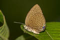 Tailed Disc Oakblue Arhopala atosia malayana